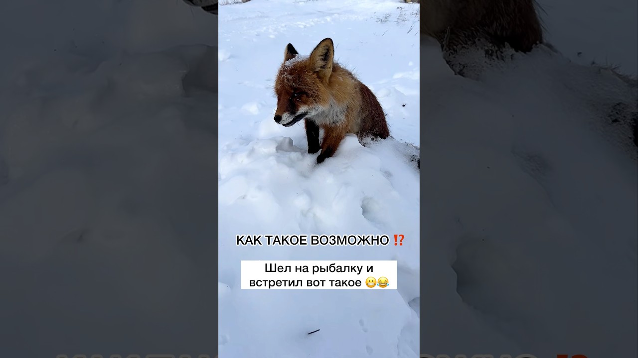 Как??? 😬  #рыбалка #рыбак #сом #улов #карп #карась #щука #судак #фидер #спиннинг #ловлящуки