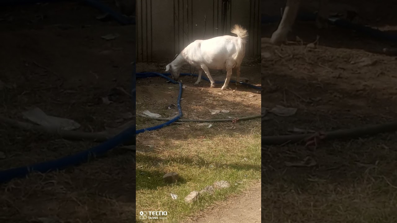 The goat of thar desert 
