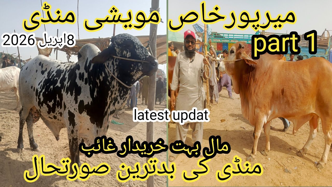 Mirpurkhas cow mandi#viralvideo # 8 April 2026#latesupdates 
