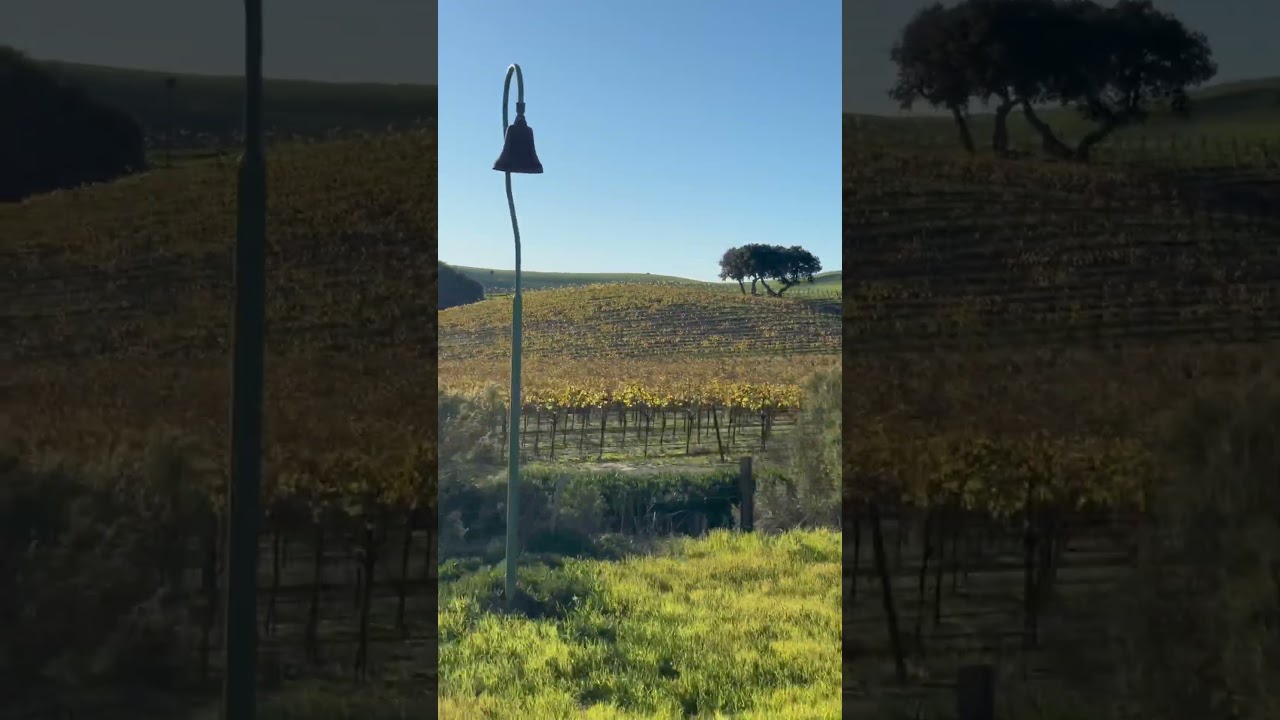 ✨She loves California✨   