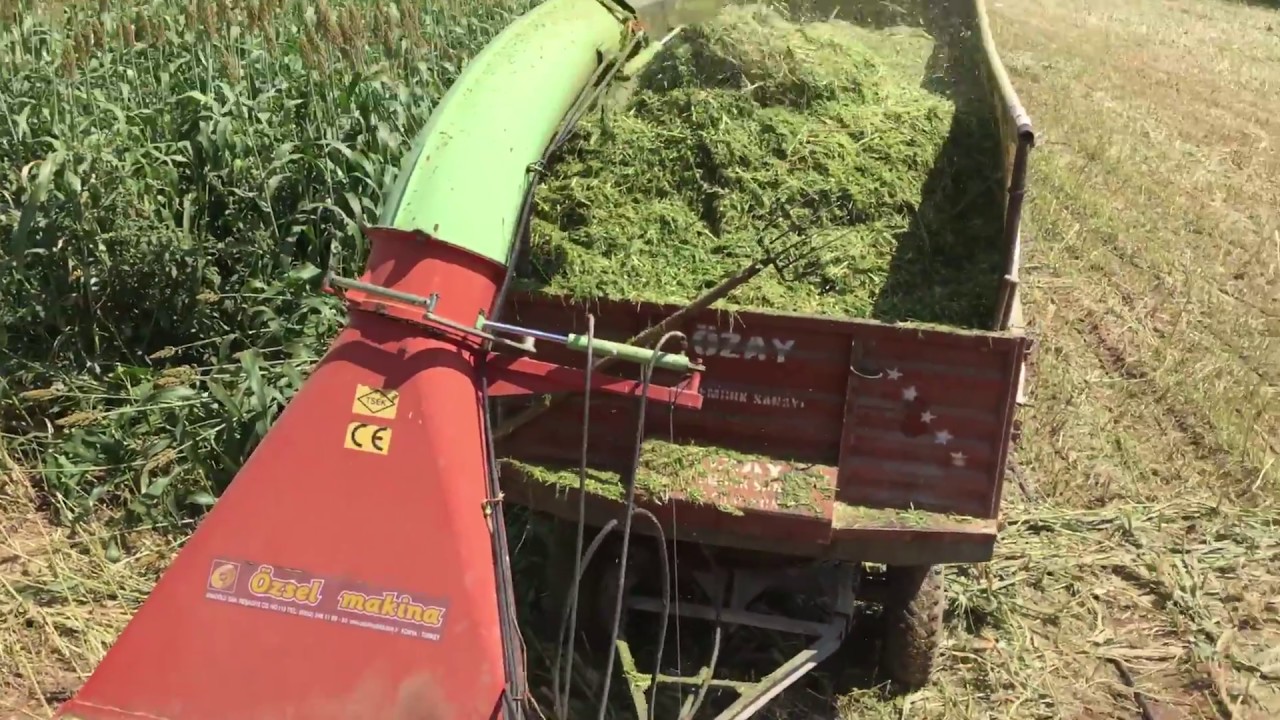 Sorgum Sudan Otu Nasıl Biçilir (sorghum Weed )