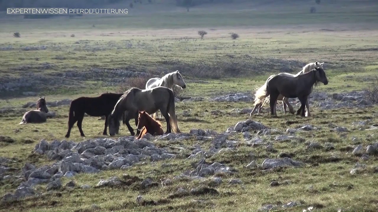 Wie viel Platz f&uuml;r die Pferde? - Wildpferde Bosnien