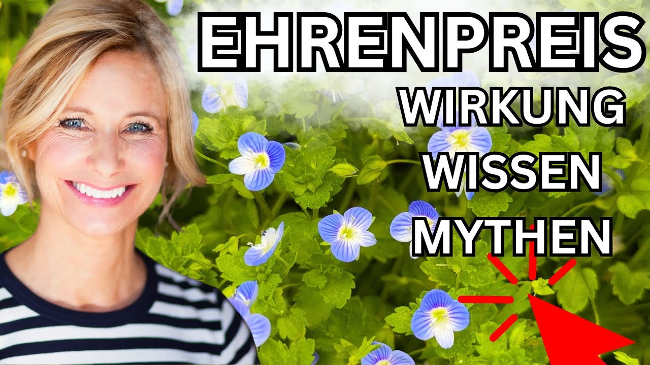 Ehrenpreis Wirkung, Wissen & Mythen 🌞 Wildpflanze (Veronica persica)