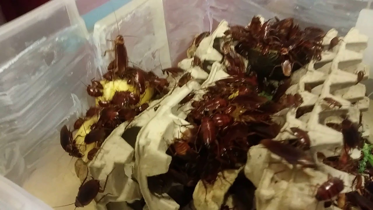 American Cockroaches (Periplaneta Americana) Dubia Roach Alternative for Feeding Reptiles