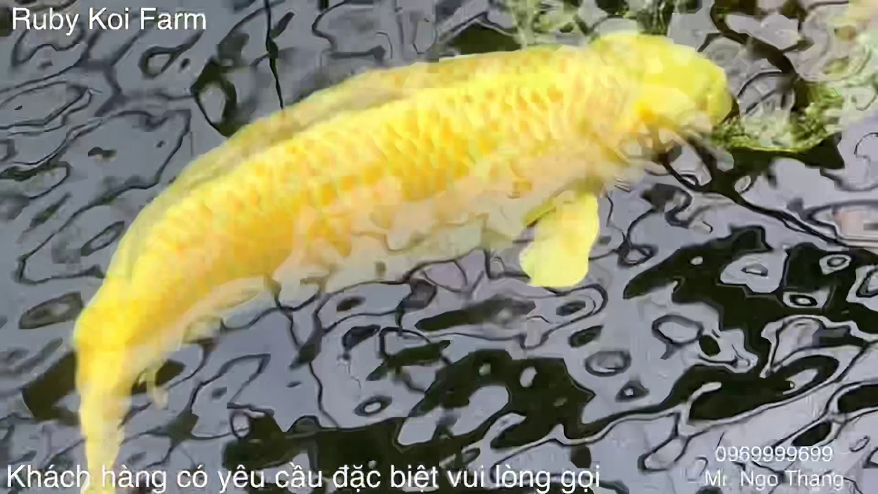#ThangNgo - Hồ Koi Yamabuki khủng của Izumiya Koi Farm. Ojiya, Niigata, Japan.
