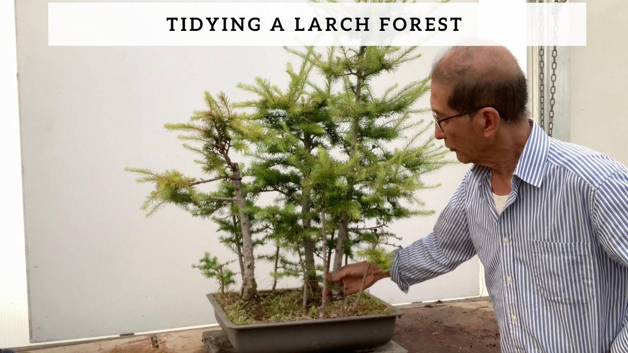 Tidying a Larch Forest