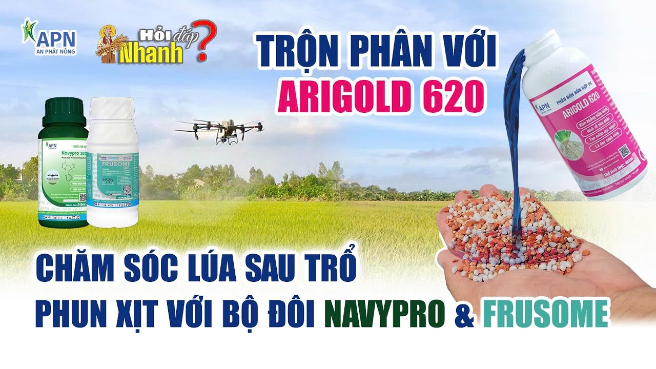 APN - HỎI ĐÁP NHANH | TRỘN PHÂN VỚI ARIGOLD 620, CHĂM SÓC LÚA SAU TRỔ