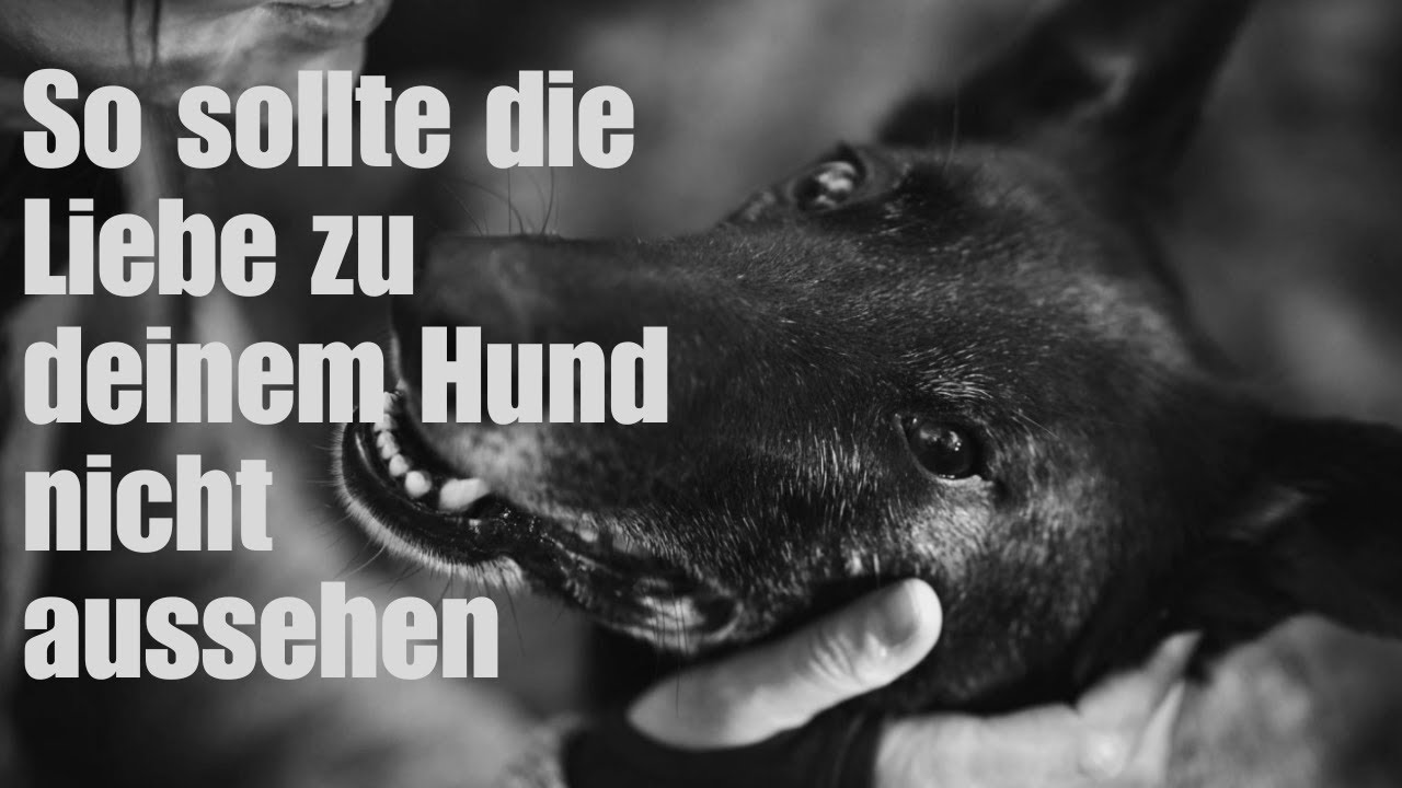 Was macht die Liebe zum Hund wirklich aus?