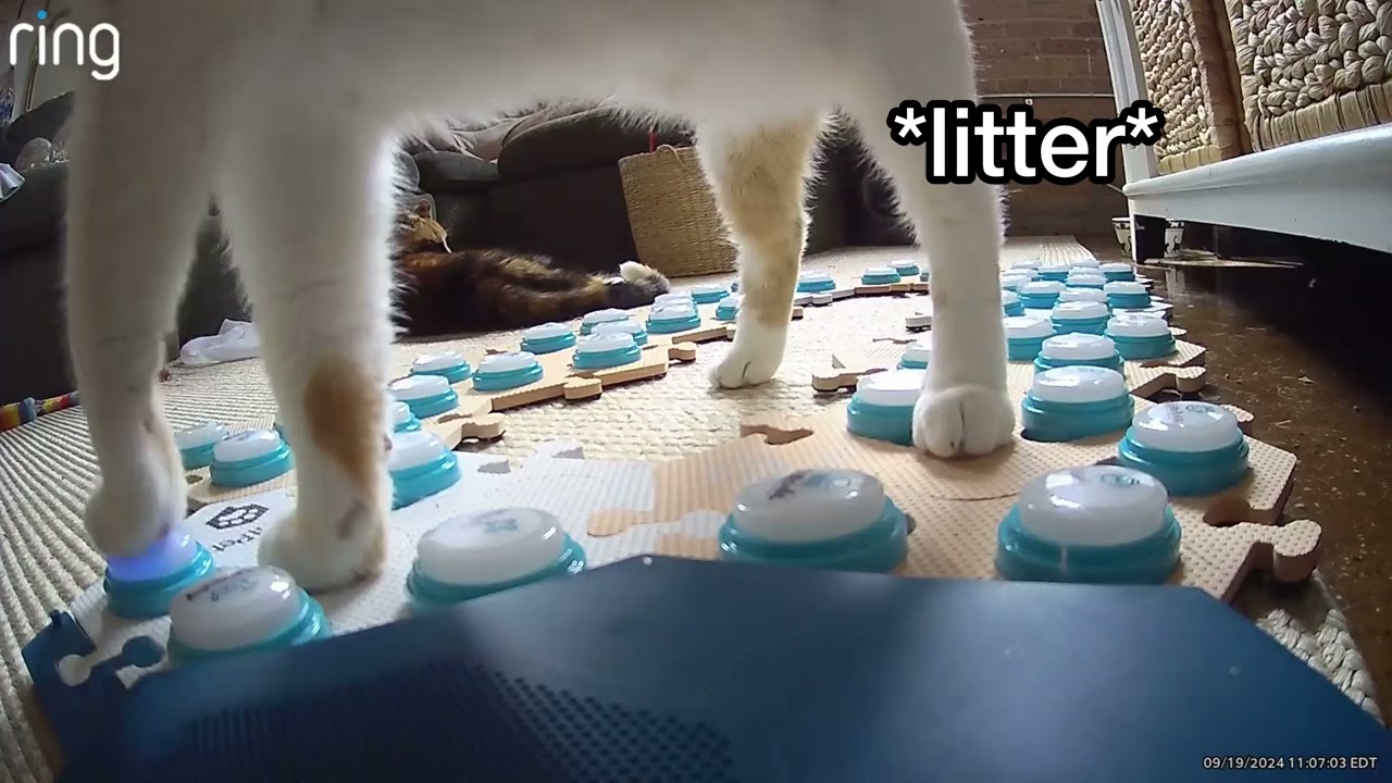 My cat keeping me on top of my chores&hellip;
