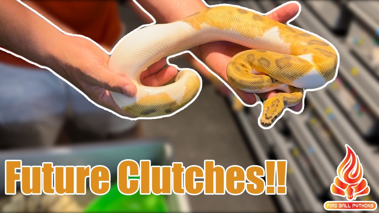 Ball Python Clutches Coming Soon!!! #ballpython #snakes #eggcutting