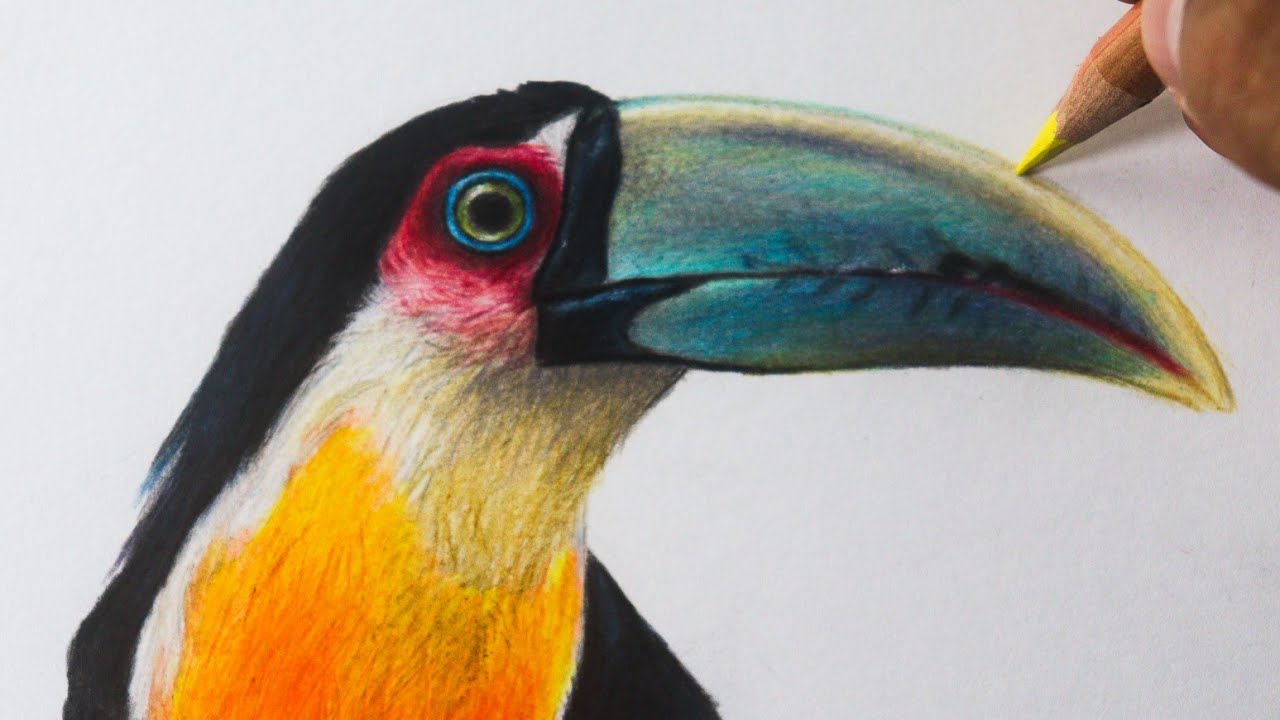 Como desenhar um Tucano de bico verde PASSO A PASSO narrado
