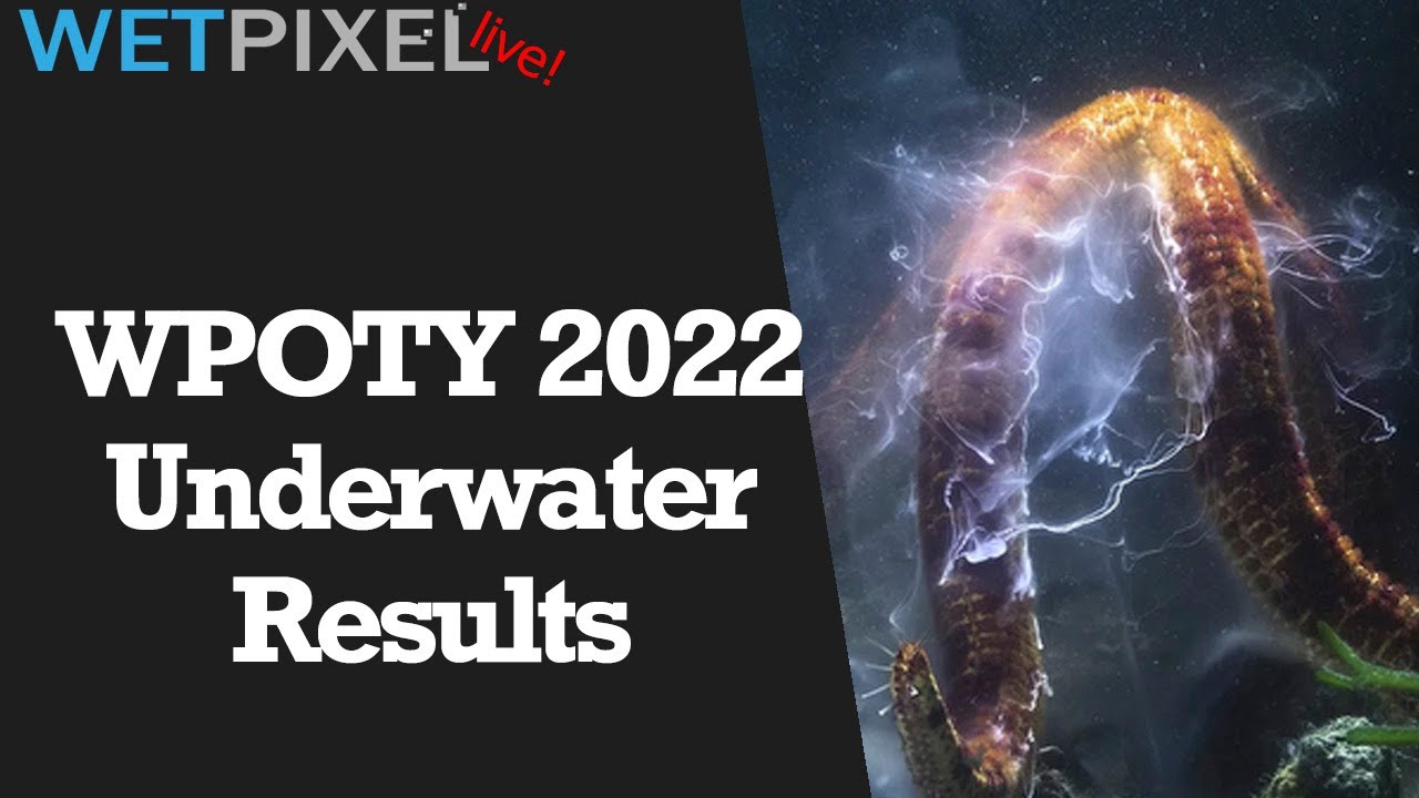 Review: Underwater Images from Wildlife Photographer of the Year 2022