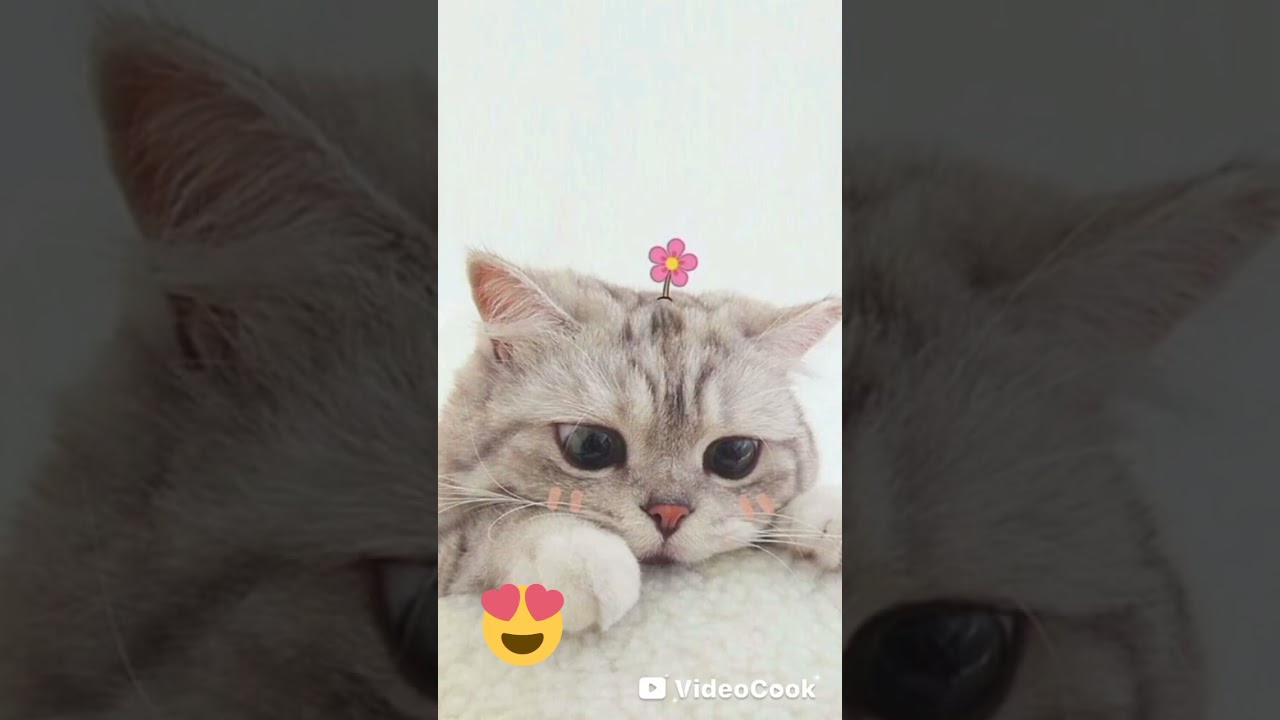 mi nueva app de videos