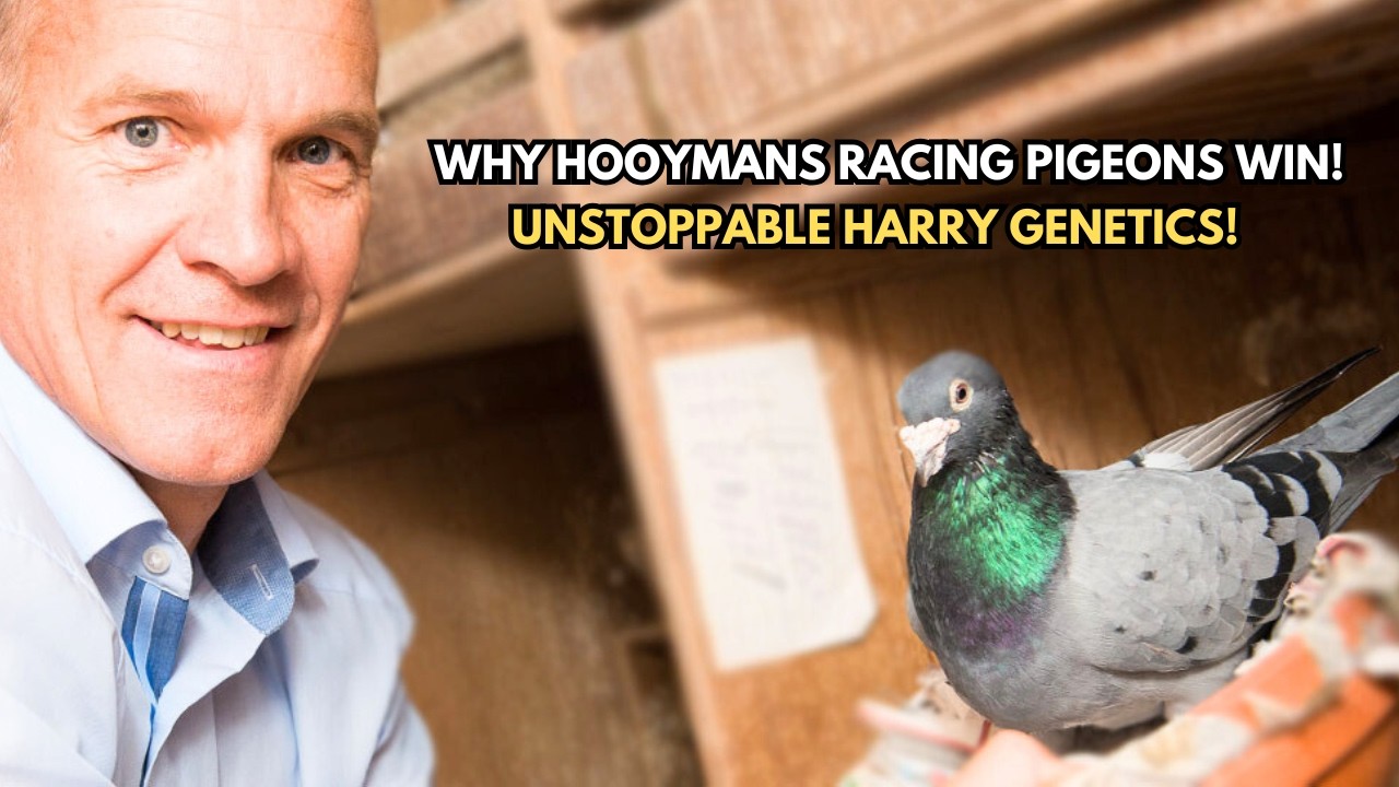 Как Гарри построил империю гоночных голубей Hooymans: от Гарри к новому Гарри.