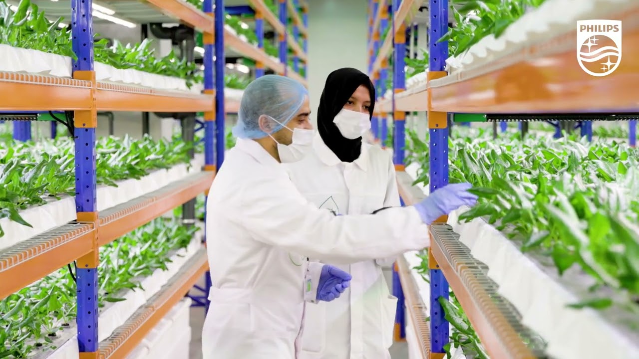 Growing sustainable leafy greens in harsh desert climate!