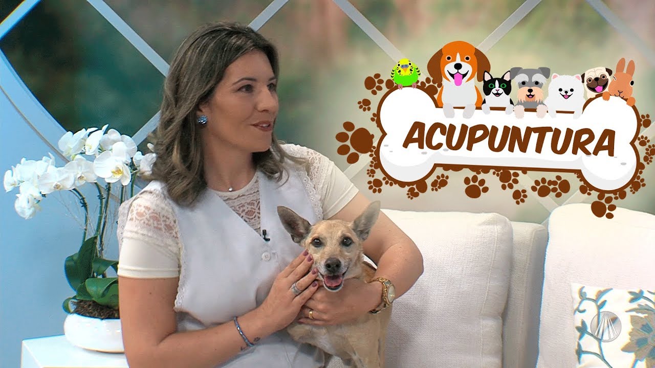 Conheça os benefícios da acupuntura para cães
