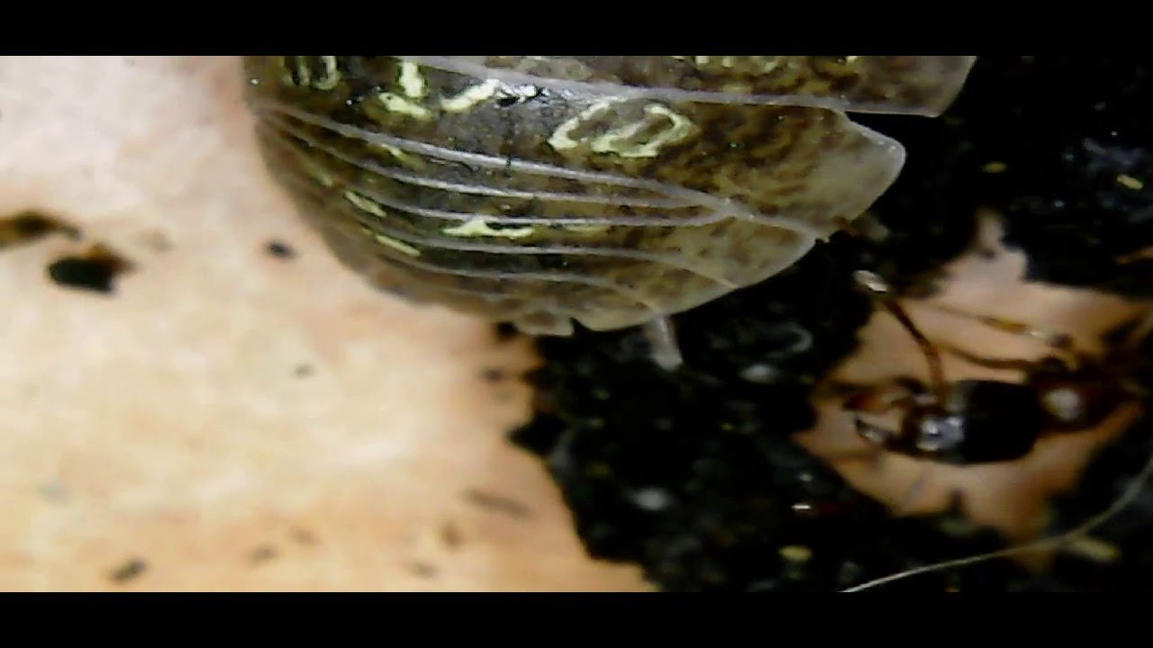 Wood louse and ant (мокрица и муравей)