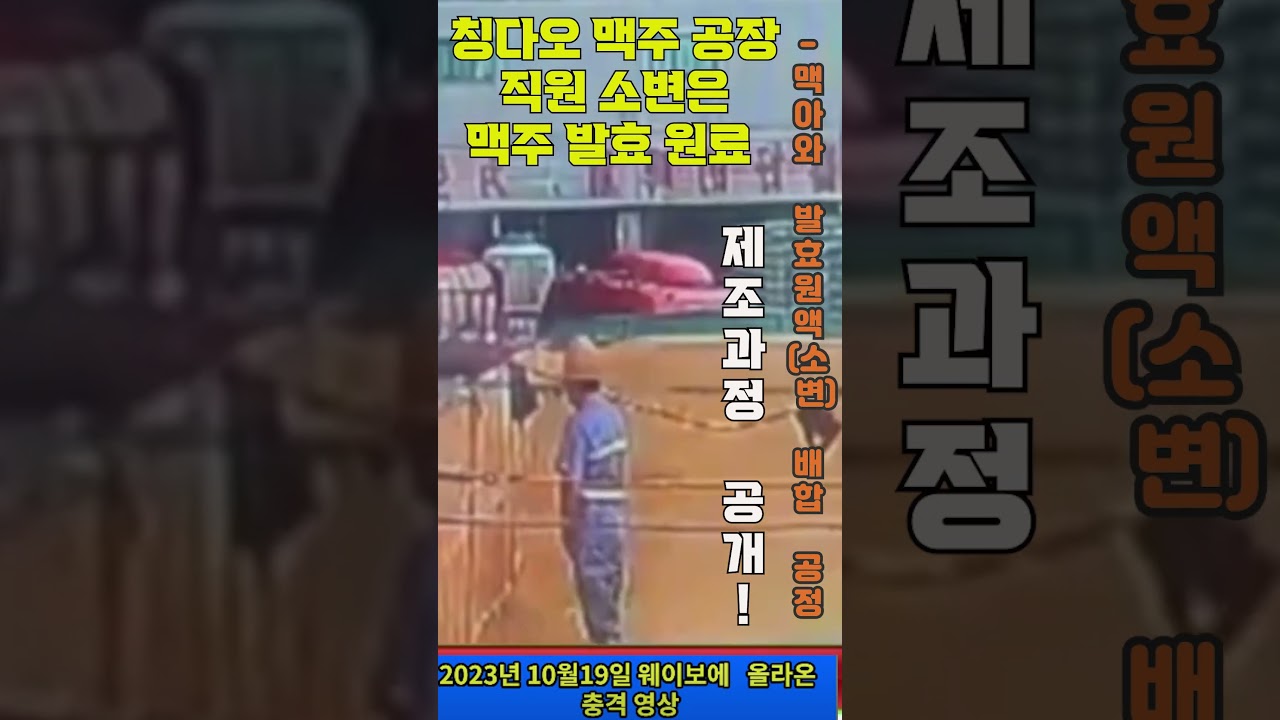 칭따오 맥주 원료에 작업자 오줌누는 영상