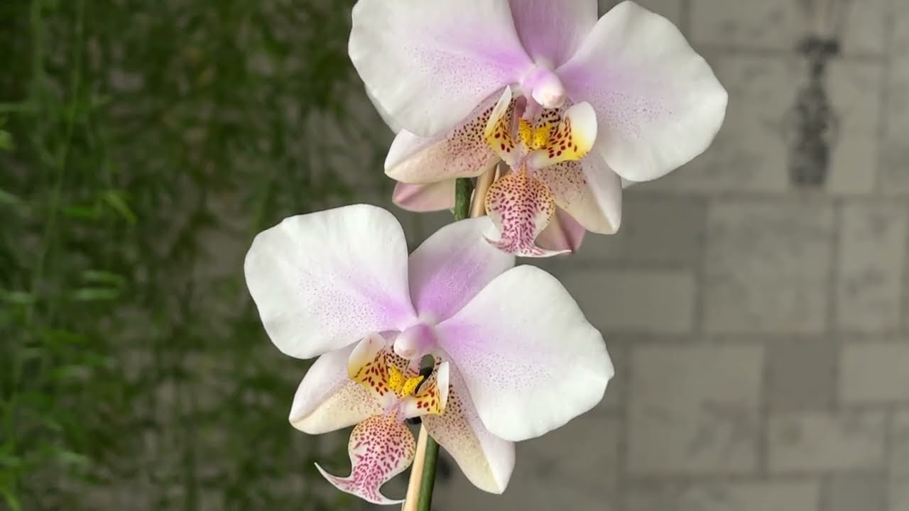 Phal.Schilleriana x Stuartiana Yellow  и  Phal.Lius Pale Micholitzii.