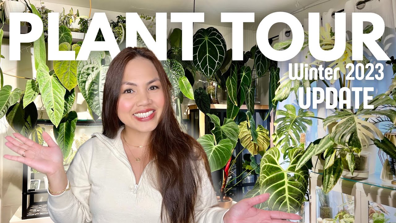 300+ PLANT TOUR UPDATE | How did I take care of my plants after leaving them for a month? 😎