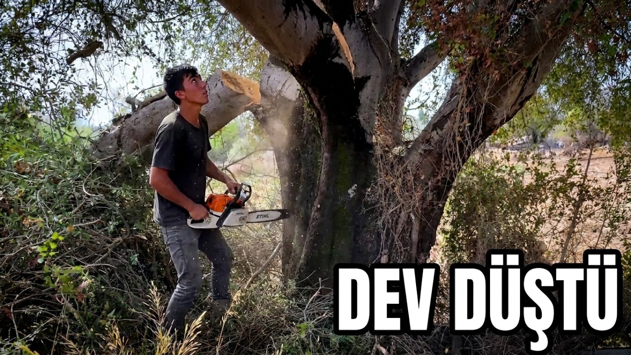 Dev Ağaç Sonunda Yıkıldı ! Motorlu Testerenin Gücü 💪