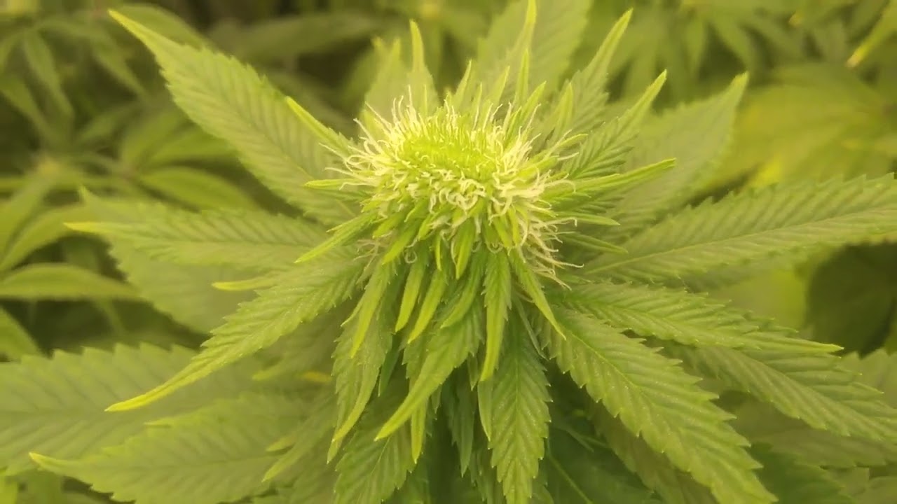 BLUE SUNSET SHERBET [POLYPLOID]