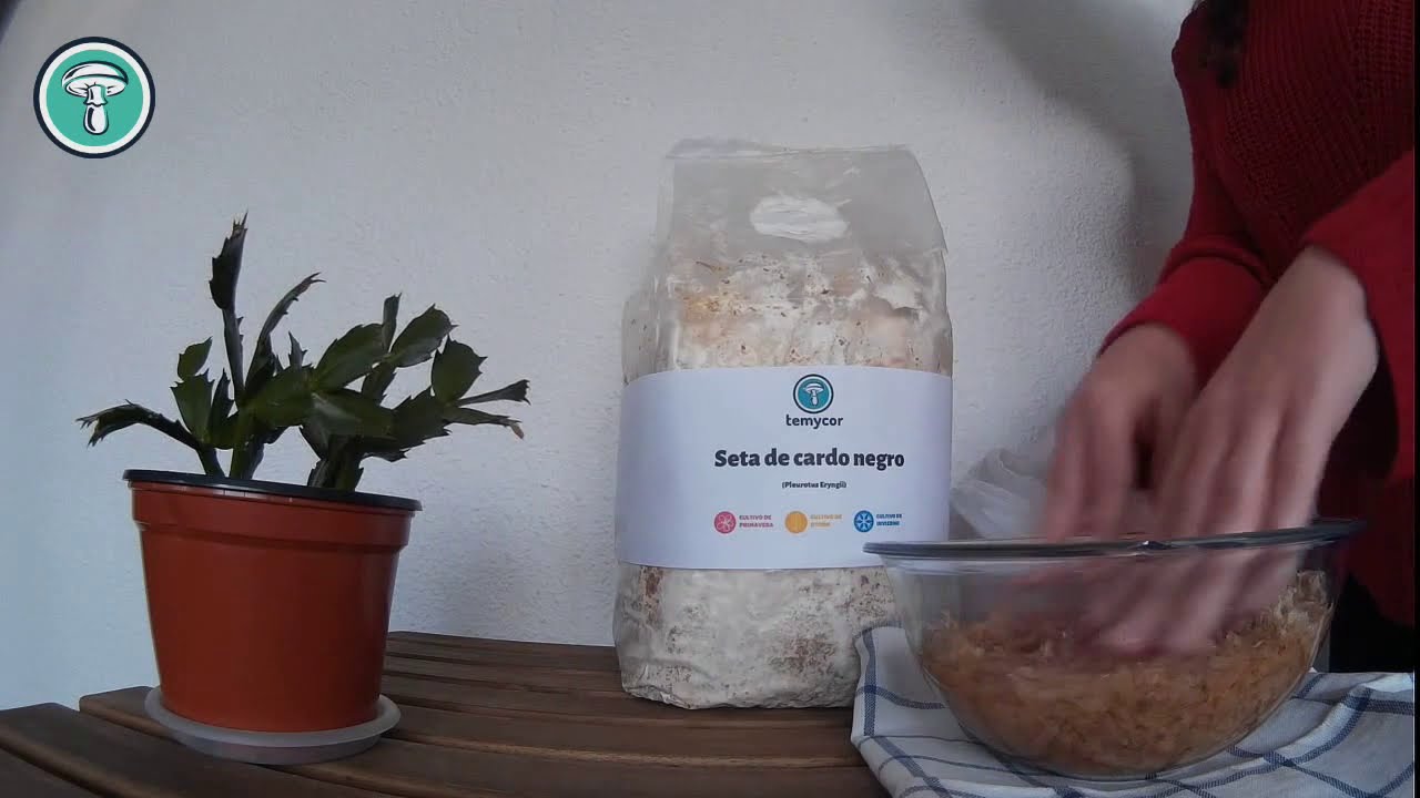 Cultiva setas de cardo en casa