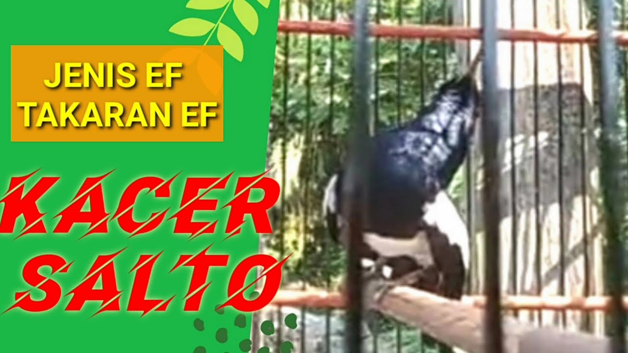 SETINGAN EF!KACER SALTO