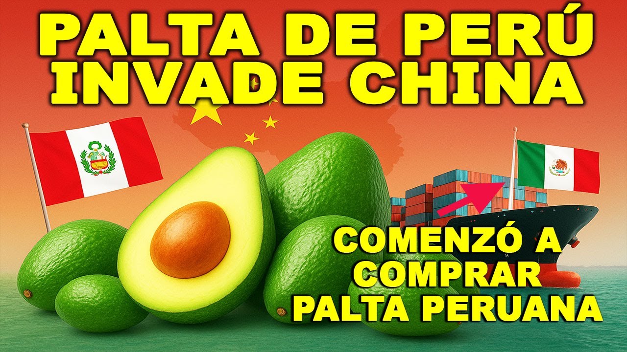 ¡ASOMBROSO! PERÚ es PRIMER EXPORTADOR de PALTA en CHINA y EUROPA  AGUACATE de MÉXICO, muy atrás