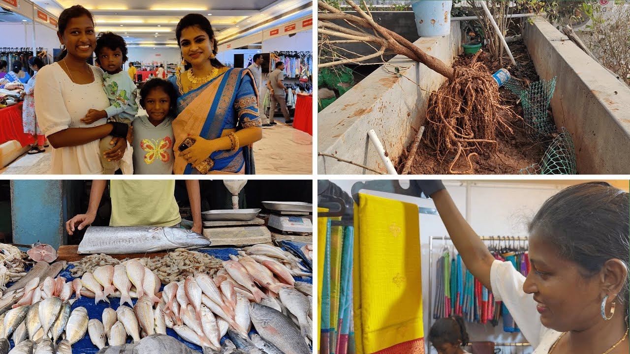 Kiruthikha's boutique biggest saree expo/Replanting a tree from our terrace garden to our new garden