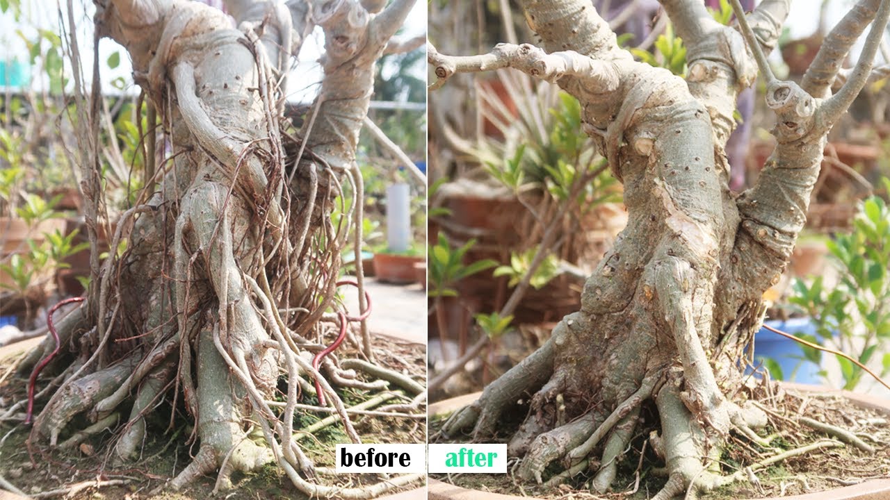 Ficus Rumphii Bonsai Care and Pruning | Bonsai ideas