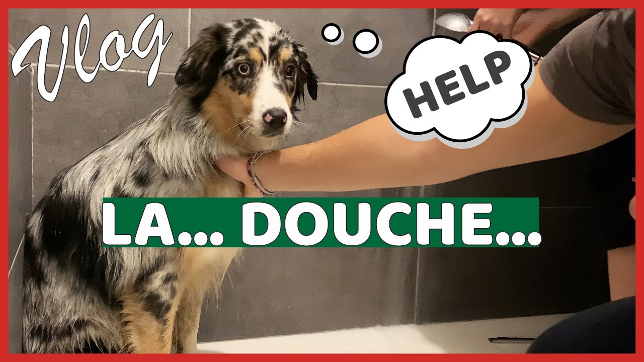 MON BERGER AUSTRALIEN TRAUMATISÉ PAR LA DOUCHE ? 🎄VLOG DÉCEMBRE #2