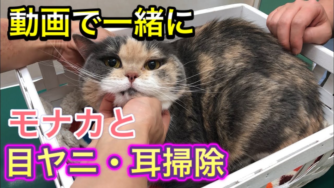 【病気の早期発見につながる！】獣医さんはどう見てる？猫の歯の見かたや目やに取り、耳掃除を一緒にやって愛猫の健康をチェックしましょう