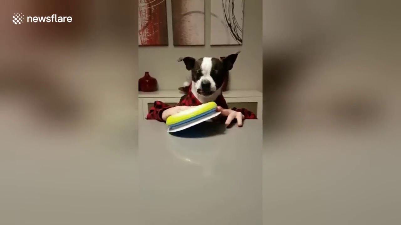 LiveLeak.COM | Cute dog eats cookies like a human | LIVEVN