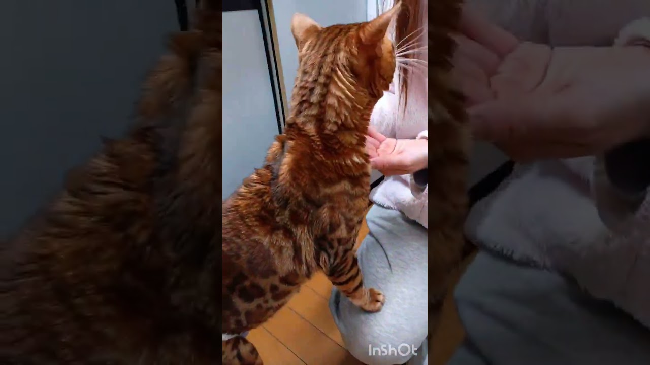 ベンガル猫レオン時々みんなの日常😸🐶🐾