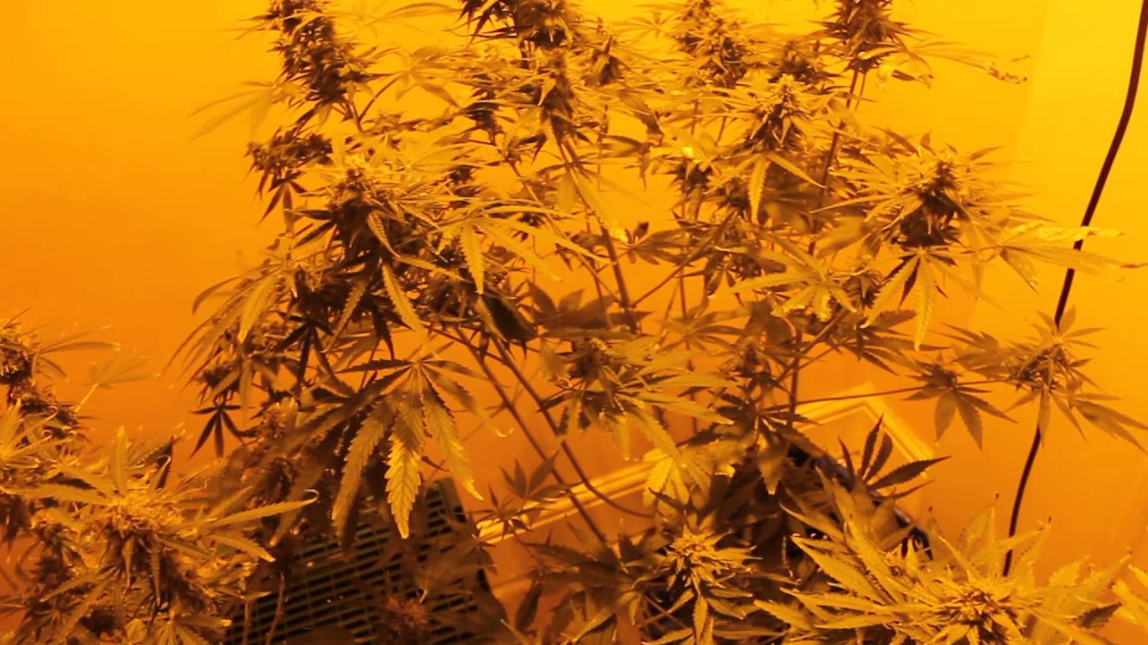 Grow Batch Update 5! Days: Candy Kush 82/65, Girl Scout Cookies D 73/72, Northern Lights 99/??