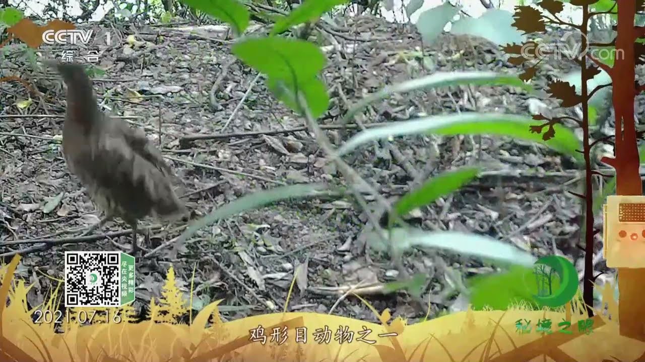 《秘境之眼》 灰胸竹鸡 20230405| CCTV