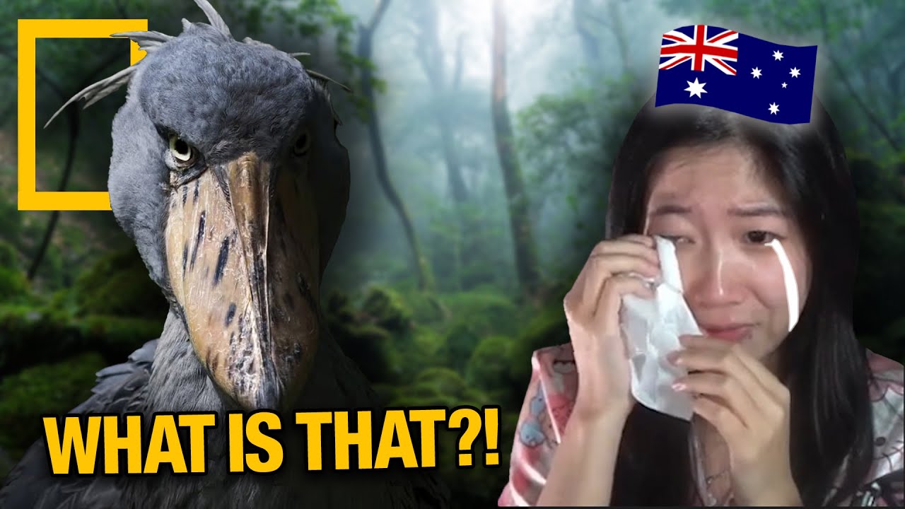 Aussie Reacts to the Worlds Unique Animals