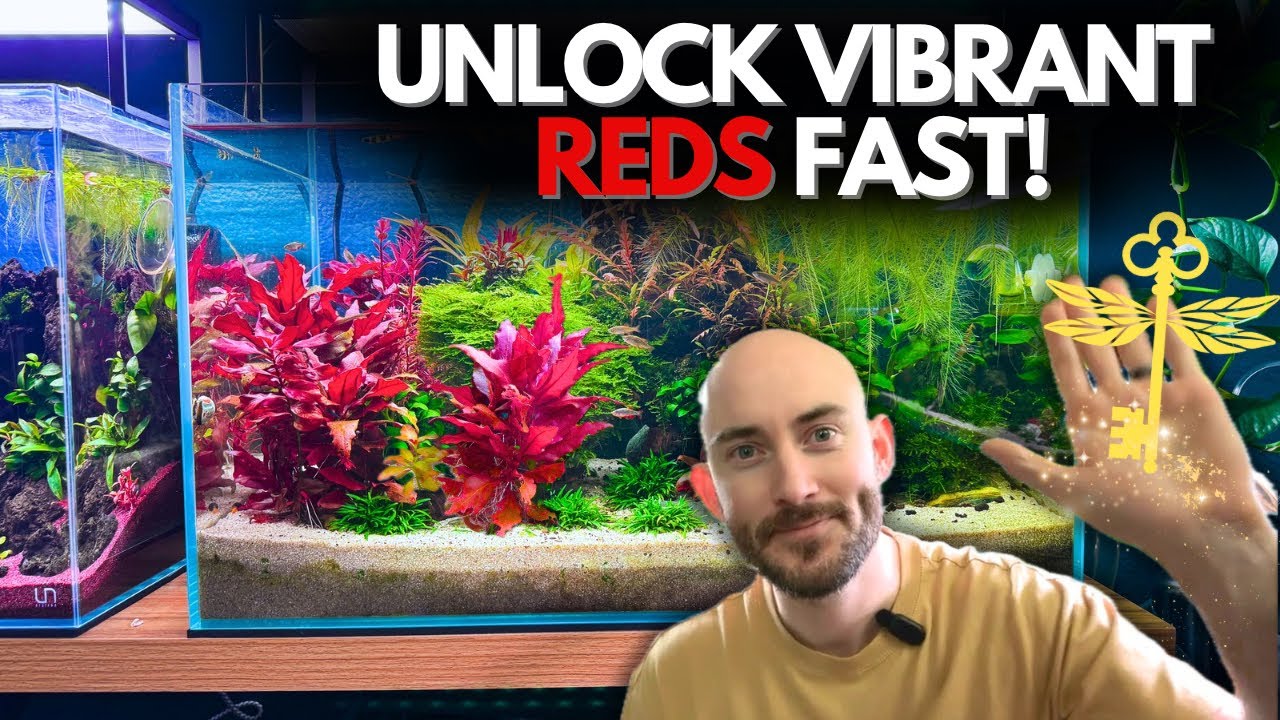 How to Grow Stunning Red Aquarium Plants | Planted Tank Tips