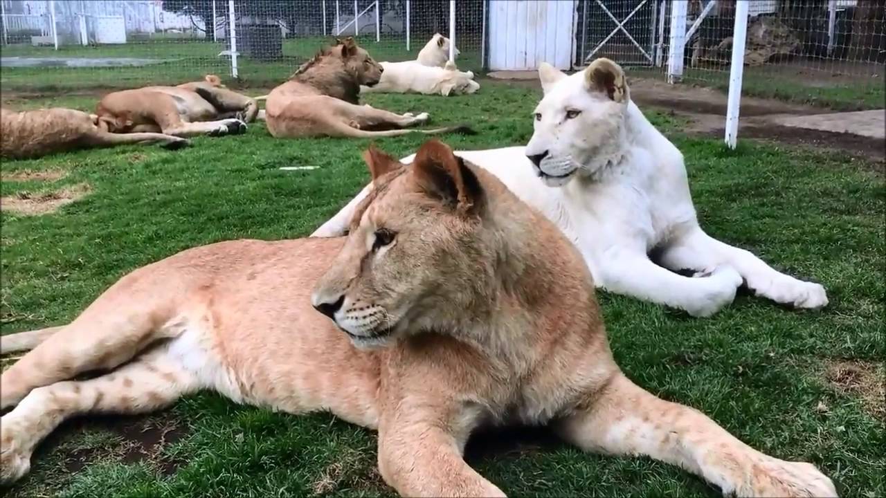 Jaguar - Tiger - Cheetah - Lion