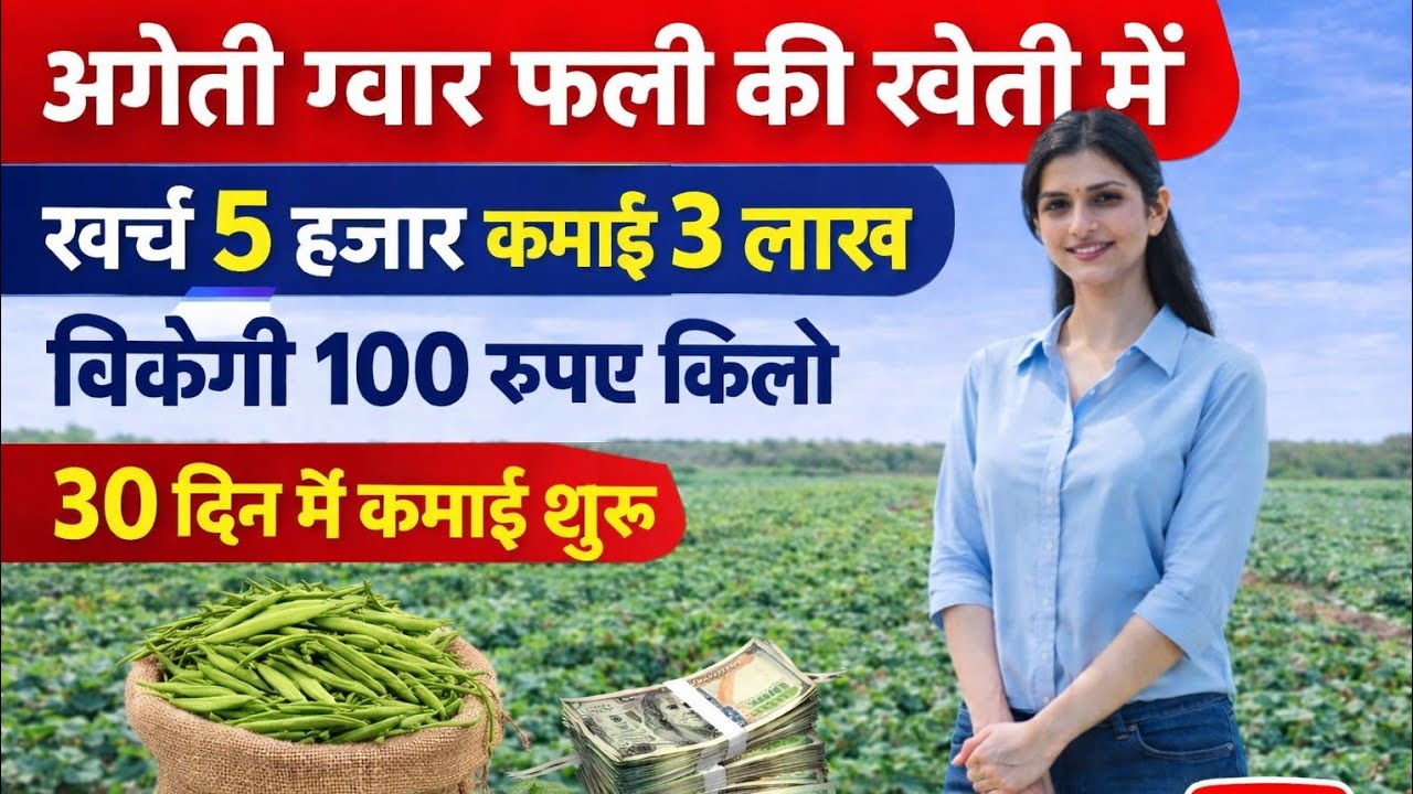 अगेती ग्वार फली की खेती कैसे करें | Ageti gwar fali ki kheti | Gwar ki kheti kaise karen  #gwarfali 
