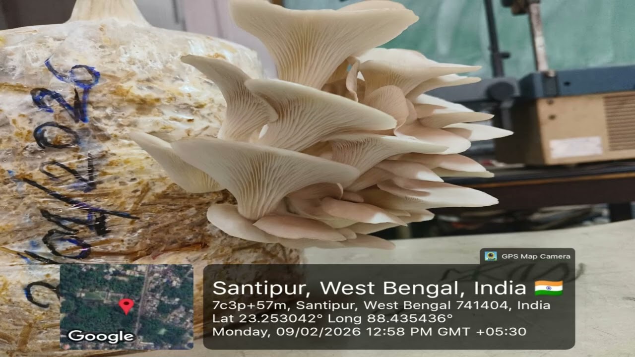 Pleuretus sp ( Oyester mushroom) mushroom cultivation, Botany dept, Santipur College, 3.1.26