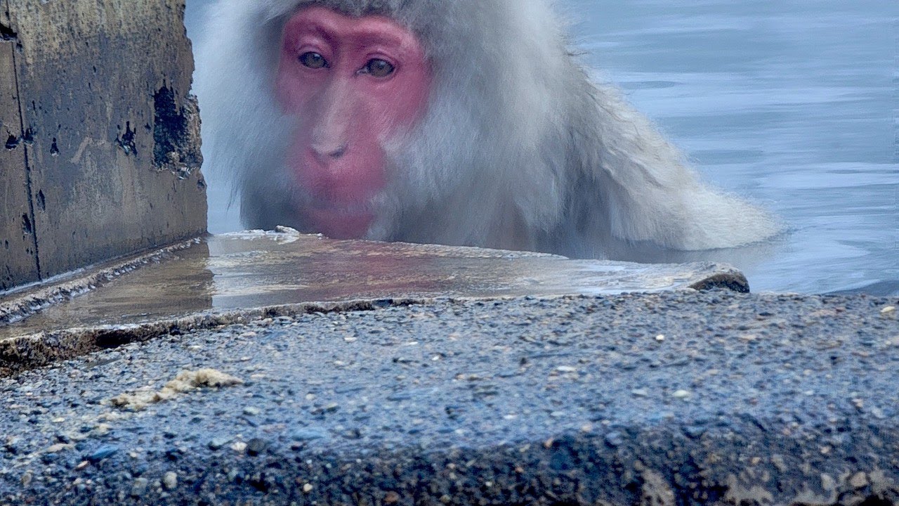 Snow monkey feeding time in Japan