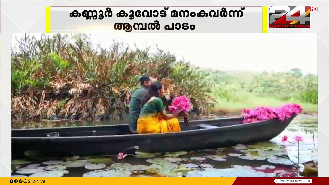 കാഴ്ചയുടെ വിസ്മയമൊരുക്കി കണ്ണൂരിലെ ആമ്പൽപാടം;.ഫോട്ടോ ഷൂട്ടിനും,തോണിയാത്രയ്ക്കും എത്തുന്നവർ നിരവധി