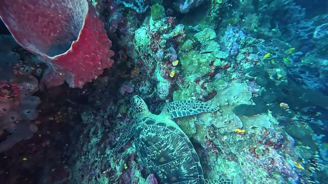 FREEDIVING IN NORTH SULAWESI