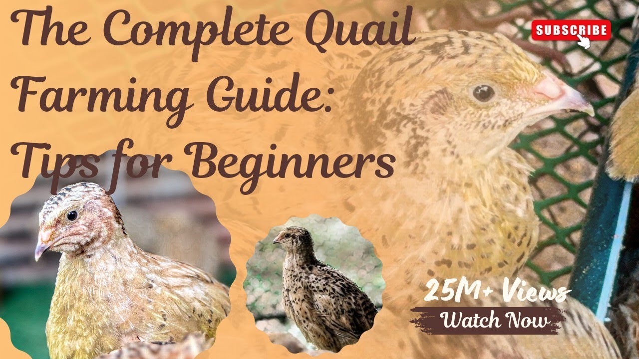 The Complete Quail Farming Guide: Tips for Beginners#quailfarming #farming #animals 