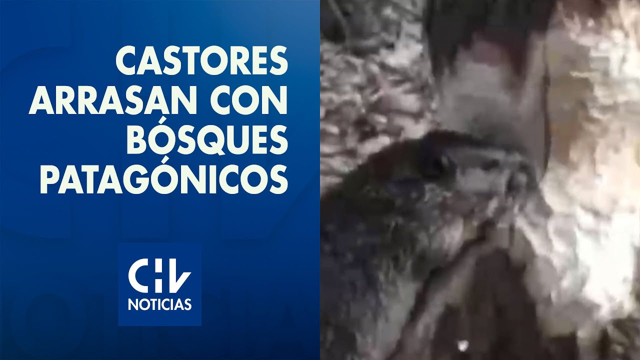 Castores arrasan con bosques de Tierra del Fuego: Especie fue introducida