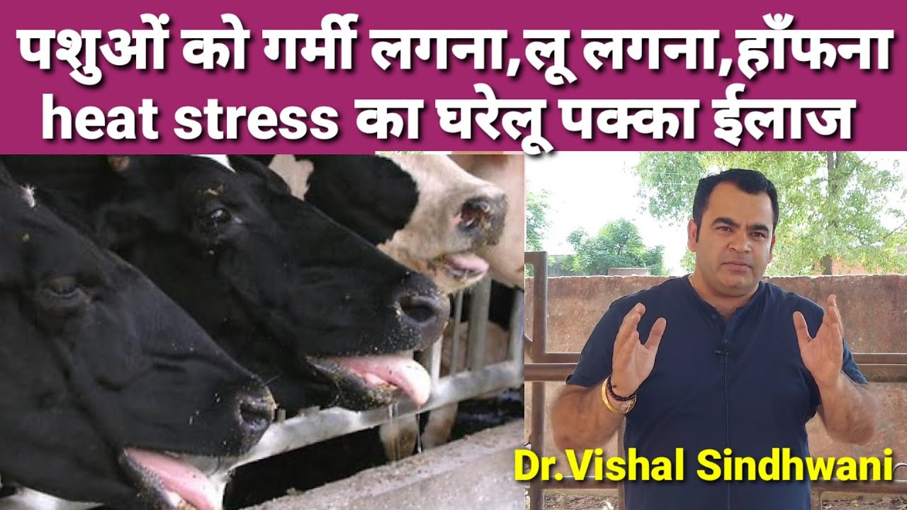 गाय, भैंस को गर्मी लगना, लू लगने का घरेलू ईलाज|heat stress treatment|Dr. Vishal Sindhwani