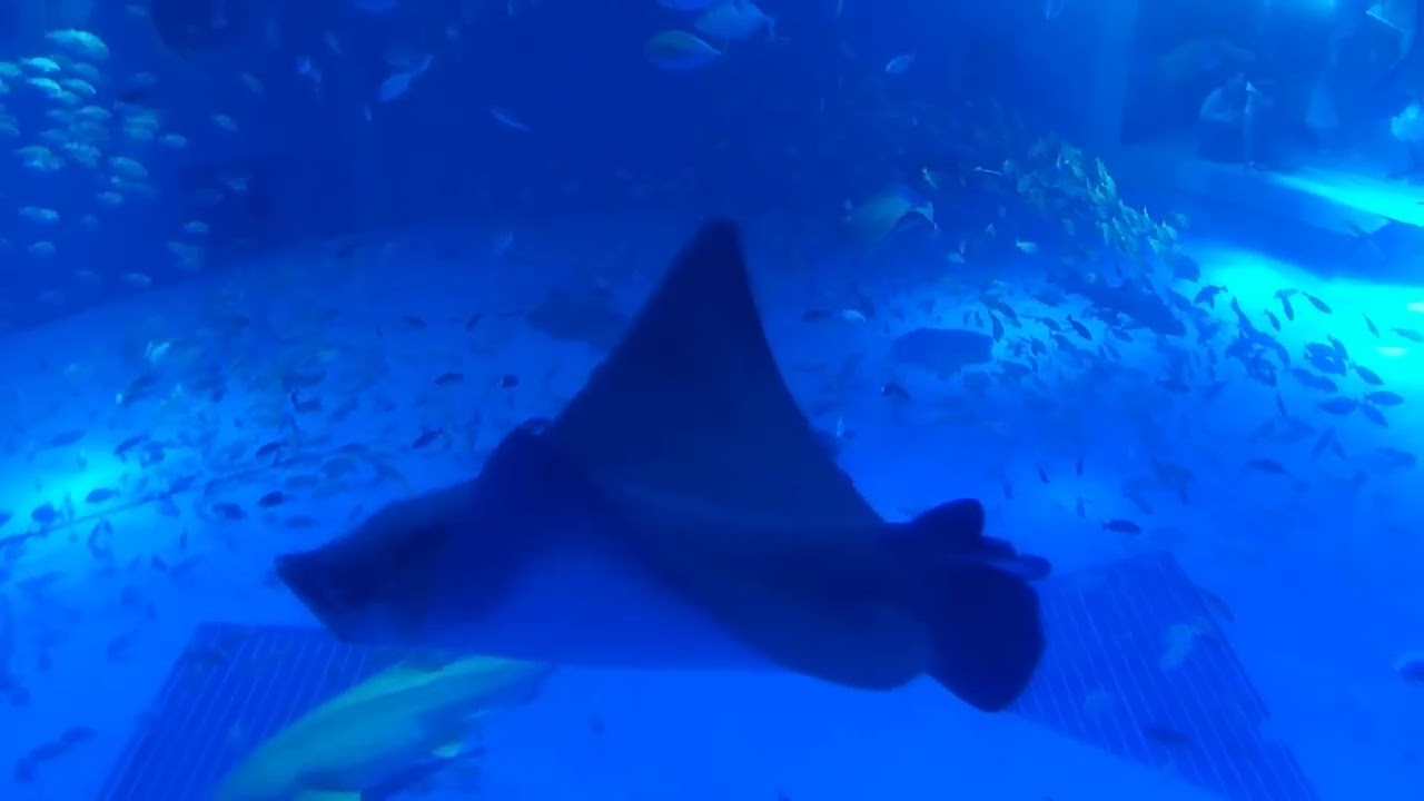 2025年11月9日。ジンベエザメ館・青の世界＠のとじま水族館。