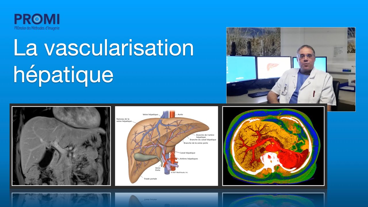 La vascularisation hépatique